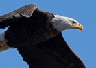 BaldEagle-0302.jpg