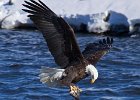 BaldEagle-0305.jpg