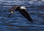 BaldEagle-0309.jpg