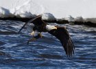 BaldEagle-0318.jpg