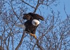 BaldEagle-0323.jpg