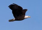 BaldEagle-0325.jpg