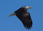 BaldEagle-0326.jpg