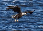 BaldEagle-0327.jpg