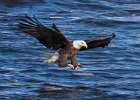 BaldEagle-0328.jpg