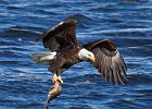 BaldEagle-0330.jpg