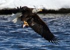 BaldEagle-0332.jpg