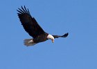 BaldEagle-0374.jpg