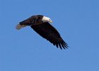 BaldEagle-0376.jpg