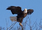 BaldEagle-0435.jpg