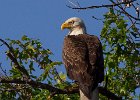 BaldEagle-0441.jpg