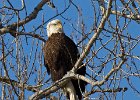 BaldEagle-0448.jpg