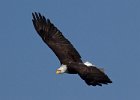 BaldEagle-0451.jpg