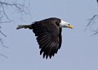 BaldEagle-0452.jpg