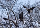 BaldEagle-0453.jpg