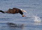 BaldEagle-0455.jpg