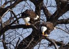 BaldEagle-0457.jpg