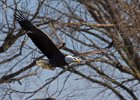 BaldEagle-0458.jpg