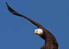 BaldEagle-0466.jpg