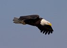 BaldEagle-0470.jpg