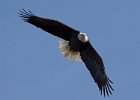 BaldEagle-0480.jpg