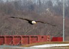 BaldEagle-0481.jpg