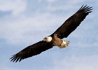 BaldEagle-0483.jpg