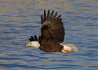 BaldEagle-0484.jpg