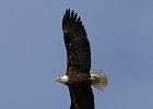 BaldEagle-0486.jpg