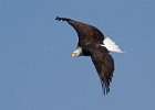 BaldEagle-0491.jpg