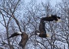 BaldEagle-0493.jpg