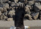 BaldEagle-0494.jpg