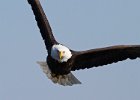 BaldEagle-0498.jpg