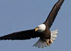 BaldEagle-0501.jpg