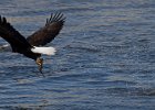 BaldEagle-0503.jpg