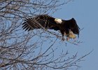 BaldEagle-0504.jpg