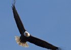 BaldEagle-0505.jpg