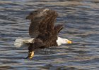 BaldEagle-0508.jpg