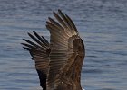 BaldEagle-0509.jpg