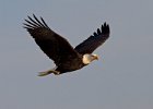 BaldEagle-0513.jpg