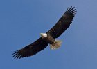 BaldEagle-0515.jpg