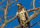 BaldEagle-0667.jpg