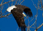 BaldEagle-0670.jpg