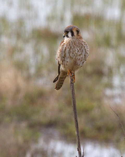 AmKestrel-0042