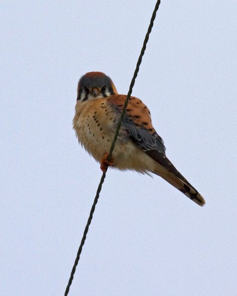 AmKestrel-0061