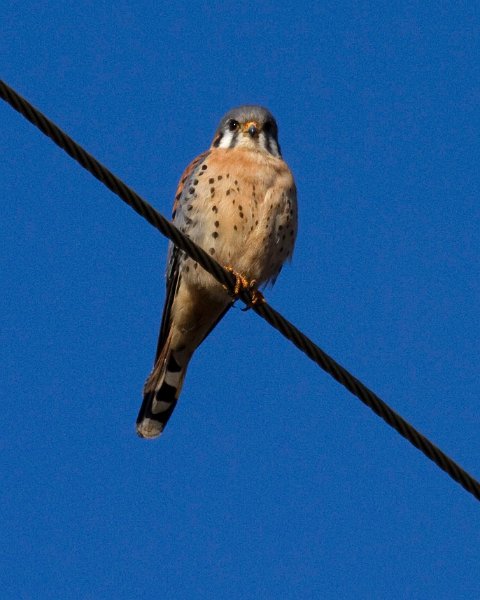 AmKestrel-0068