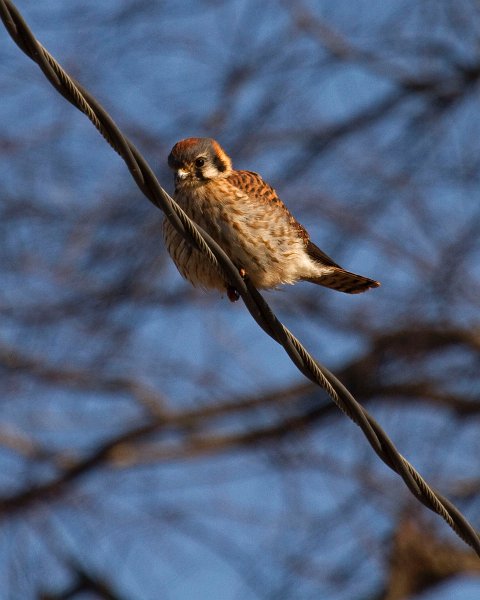 AmKestrel-0072