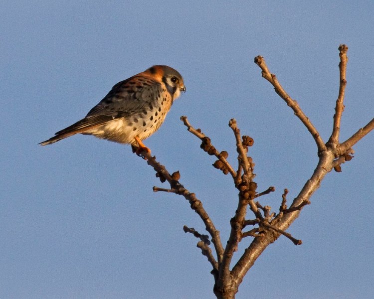 AmKestrel-0096