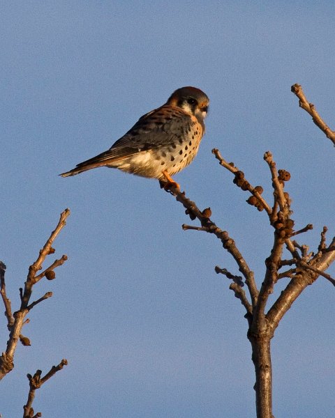 AmKestrel-0097