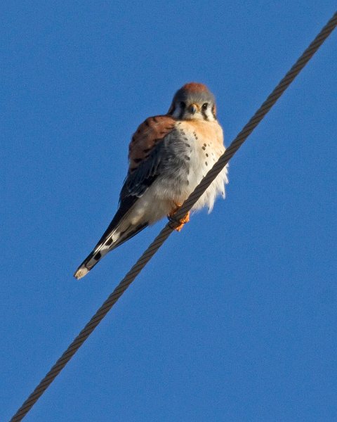 AmKestrel-0107